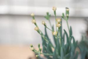toutes sortes de petites et belles plantes succulentes photo