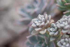 toutes sortes de petites et belles plantes succulentes photo