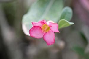 petites et belles plantes succulentes de diverses variétés photo