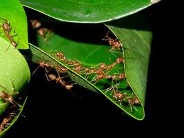 rouge fourmis sont travail ensemble à construire une habitat en dehors de feuilles. photo