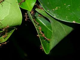 rouge fourmis sont travail ensemble à construire une habitat en dehors de feuilles. photo
