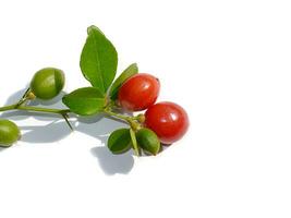 proche en haut myrte chaux, citron vert fruit avec feuilles sur blanc Contexte. photo