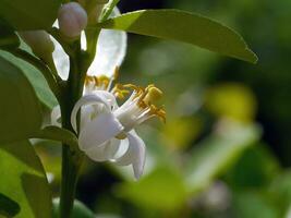 proche en haut citron vert fleur sur branches avec brouiller Contexte dans plantation. photo