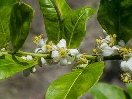 proche en haut citron vert fleur sur branches avec brouiller Contexte dans plantation. photo