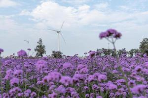 les champs sont couverts de verveine violette et d'éoliennes