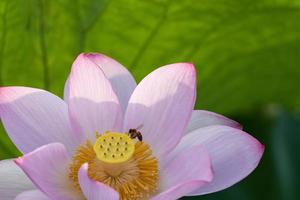 lotus rose en étang de lotus d'été photo