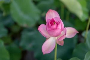 lotus rose en étang de lotus d'été