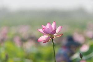 le lotus rose fleurit en été photo