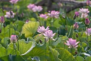 lotus rose et feuilles de lotus vert dans l'étang de lotus à la campagne photo