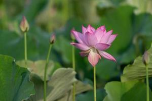 le lotus rose fleurit en été