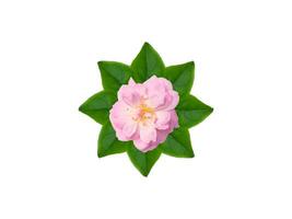 proche en haut rose Rose fleur sur vert feuilles avec blanc Contexte. photo