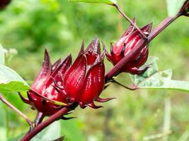 proche en haut Jamaïque oseille, rouge oseille, roselle fruit photo