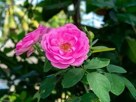 proche en haut rose Rose fleur avec brouiller Contexte. photo