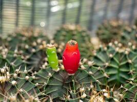 proche en haut rouge fruit de cactus plante avec brouiller Contexte. photo