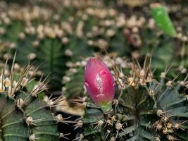 proche en haut rouge fruit de cactus plante avec brouiller Contexte. photo