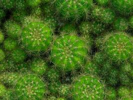 Haut vue de vert cactus avec les épines Contexte. photo