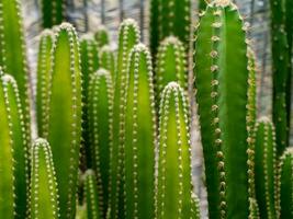proche en haut vert grand de cactus plante avec brouiller Contexte. photo