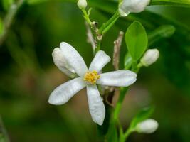 proche en haut citron vert fleur fleurs sur branche avec brouiller Contexte. photo