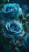 ai généré épanouissement bleu des roses avec gouttes de l'eau fermer Contexte. ai généré photo