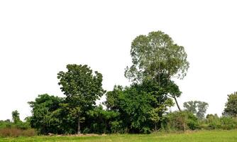 une groupe de riches vert des arbres haute résolution sur blanc Contexte. photo