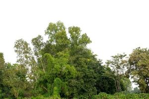 une groupe de riches vert des arbres haute résolution sur blanc Contexte. photo