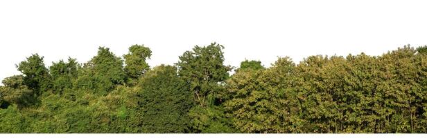 forêt dans été, haute résolution sur blanc Contexte. photo