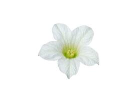 proche en haut blanc lierre gourde fleur sur blanc Contexte. photo