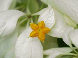 proche en haut dona fleur avec blanc feuilles. photo