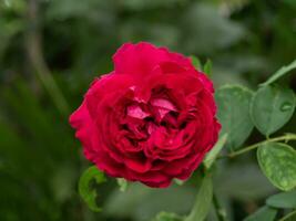 proche en haut rouge Eden escalade Rose fleur avec brouiller Contexte. photo