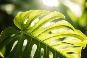 ai généré tropical paume feuilles fermer été Contexte. ai généré photo