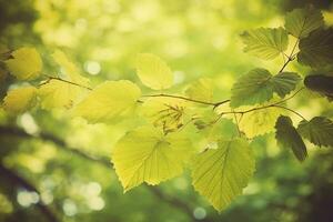 ai généré branche avec vert feuilles dans lumière du soleil, bokeh effet. été Contexte. ai généré photo