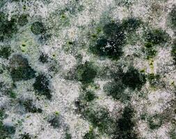 le Contexte mur a une magnifique vert et blanc modèle. photo