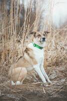 portrait de une blanc et marron chien est séance dans le champ. posant le chien pour le caméra. fier propriétaire. Ostrava, tchèque république photo