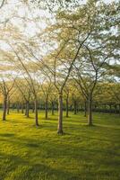 Orange jaune lumière illumine le Cerise des arbres dans kersenbloesempark dans le Sud de amsterdam, le Pays-Bas photo