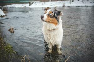 portrait de australien berger chiot baignade dans l'eau dans beskyde montagnes, tchèque république. profiter le l'eau et à la recherche pour le sien Maître photo