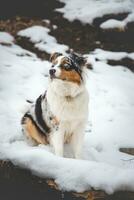 portrait de un australien berger chiot séance dans le neige dans beskyde montagnes, tchèque république. vue de chien sur le sien propriétaire et poliment attendre photo