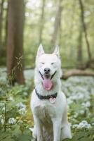 blanc sibérien rauque avec perçant bleu yeux nourris par le sien propriétaire tandis que le chien est assis dans une arbre. Candide portrait de une blanc neige chien photo