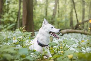 blanc sibérien rauque avec perçant bleu yeux nourris par le sien propriétaire tandis que le chien est assis dans une arbre. Candide portrait de une blanc neige chien photo