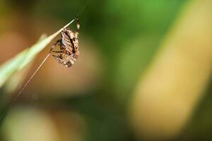 araignée croisée blottie, avec une proie sur un brin d'herbe. un chasseur utile parmi les insectes photo