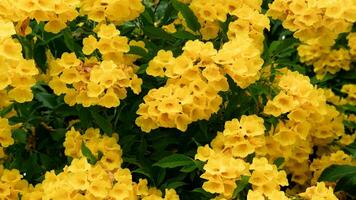 la nature Contexte de fleurir Jaune aîné sur le arbre. brillant Jaune fleurs pour Contexte et texturé avec foncé vert feuilles sur noir. photo