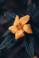 magnifique damiana fleur ou tournera diffusa . foncé de mauvaise humeur ressentir photo
