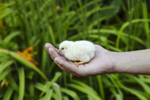 poulet dans main. le petit nouveau née poussins dans le mains de homme photo