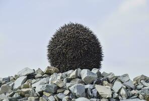 hérisson sur une pile de décombres. hérisson recourbé en haut dans une Balle photo