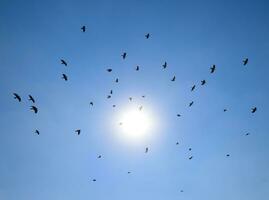 silhouette de une troupeau de merle en volant par une surréaliste même photo