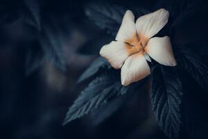 magnifique damiana fleur ou tournera diffusa sur noir et blanc Contexte photo