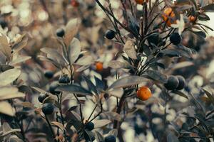 Frais des oranges avec vert feuilles, la source de vitamine c. photo