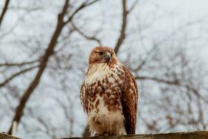 européen Aigle hibou. eurasien . fermer affronter. gros yeux. sagesse. le mal œil. photo