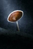 toxique champignons dans le des pluies. photo