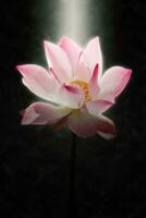 doux concentrer image de rose lotus fleur épanouissement dans le foncé avec lumière. photo