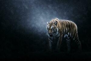 portrait d'un tigre du Bengale. photo